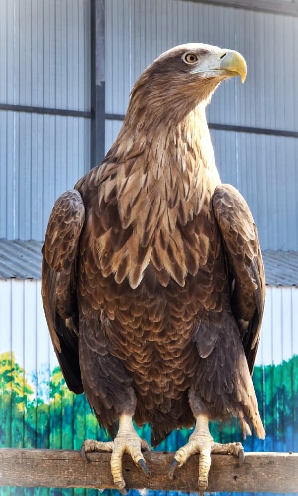 В список редких животных Казахстана внесут 11 новых видов