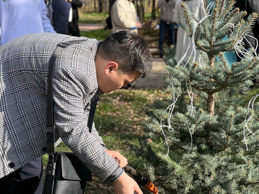 В Центральном парке Караганды посадили 35 голубых елей