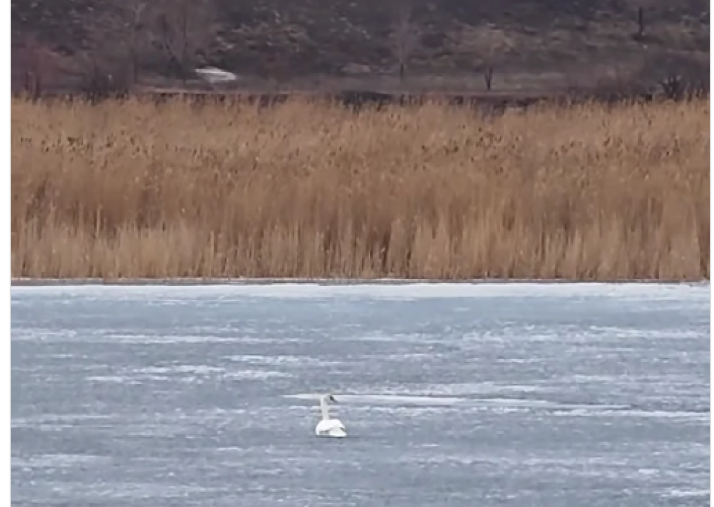 Спасение не потребовалось: в Шахтинске испугались за лебедя на пруду