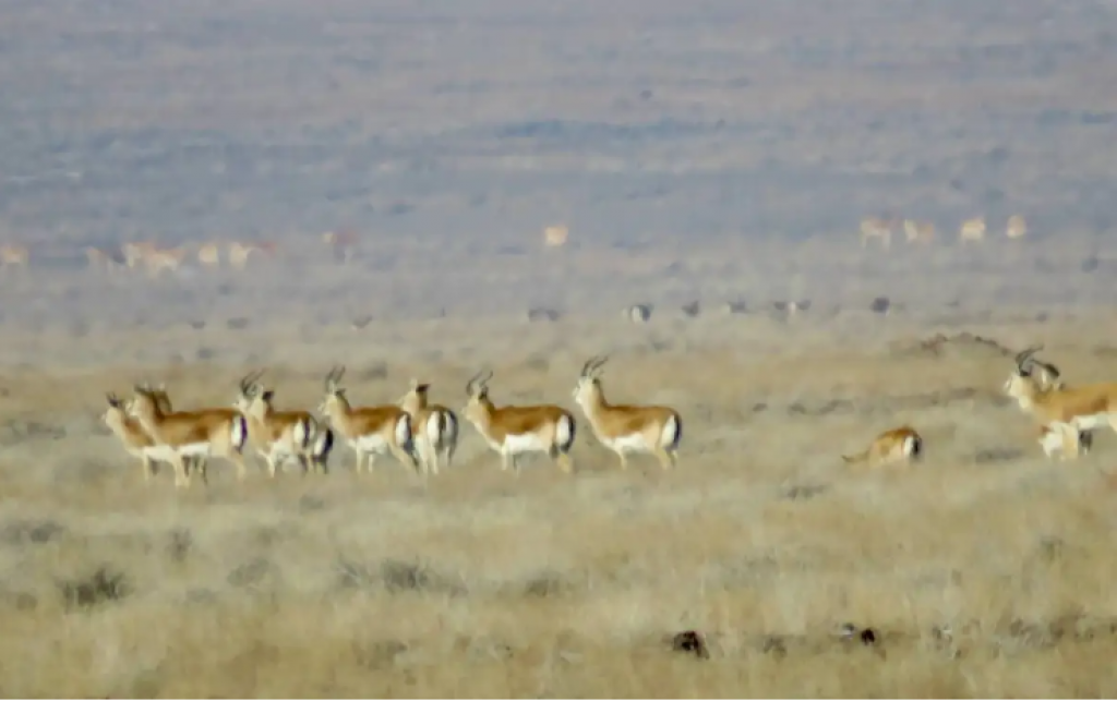 В Казахстане растет поголовье животных, находящихся на грани вымирания