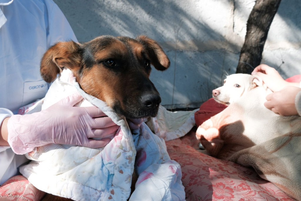 Карагандинский фотограф представит свой документальный фильм о поездке с волонтерами фонда Брижит Бардо