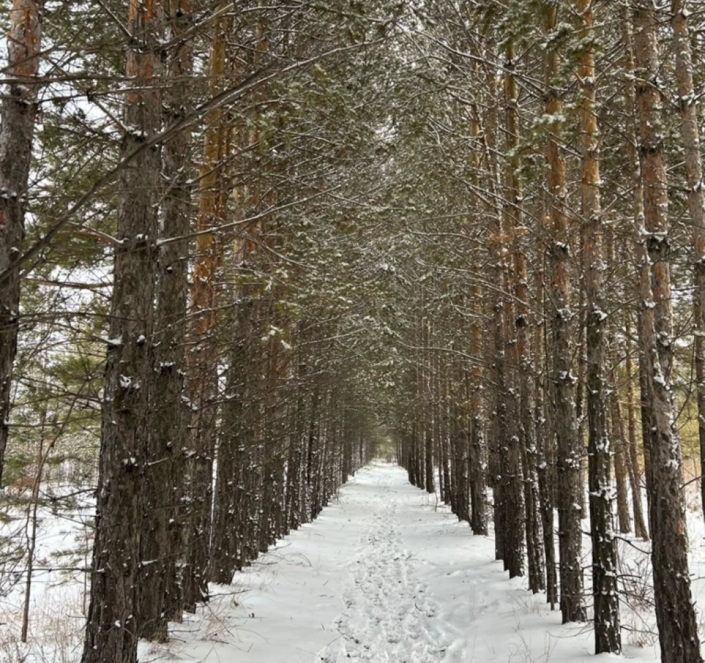 Ущерб почти на 118 тысяч тенге: в Карагандинской области выявили факт незаконной вырубки