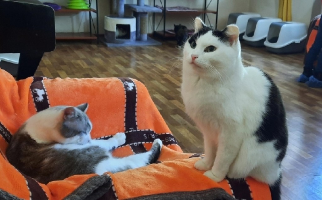 Карагандинское «Котокафе» ищет новый дом