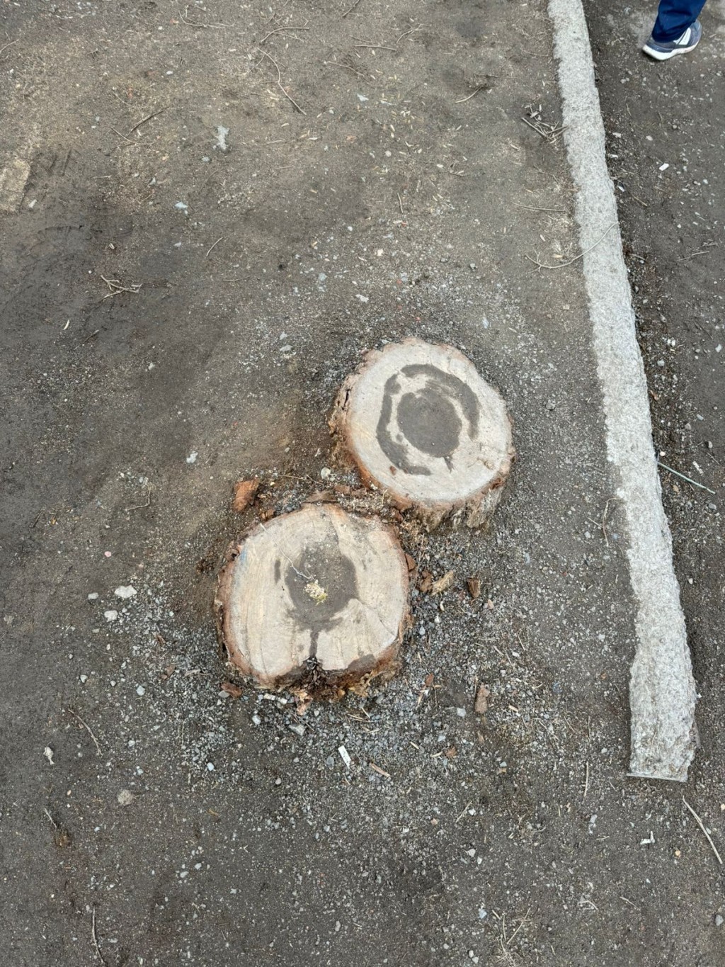 В Караганде на территории рынка «Шыгыс» ночью спилили 18 деревьев