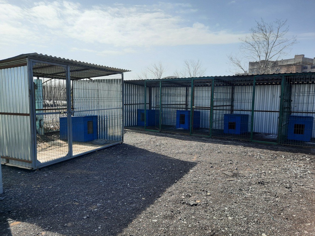 Когда в Караганде начнет работу центр временного содержания для бездомных животных