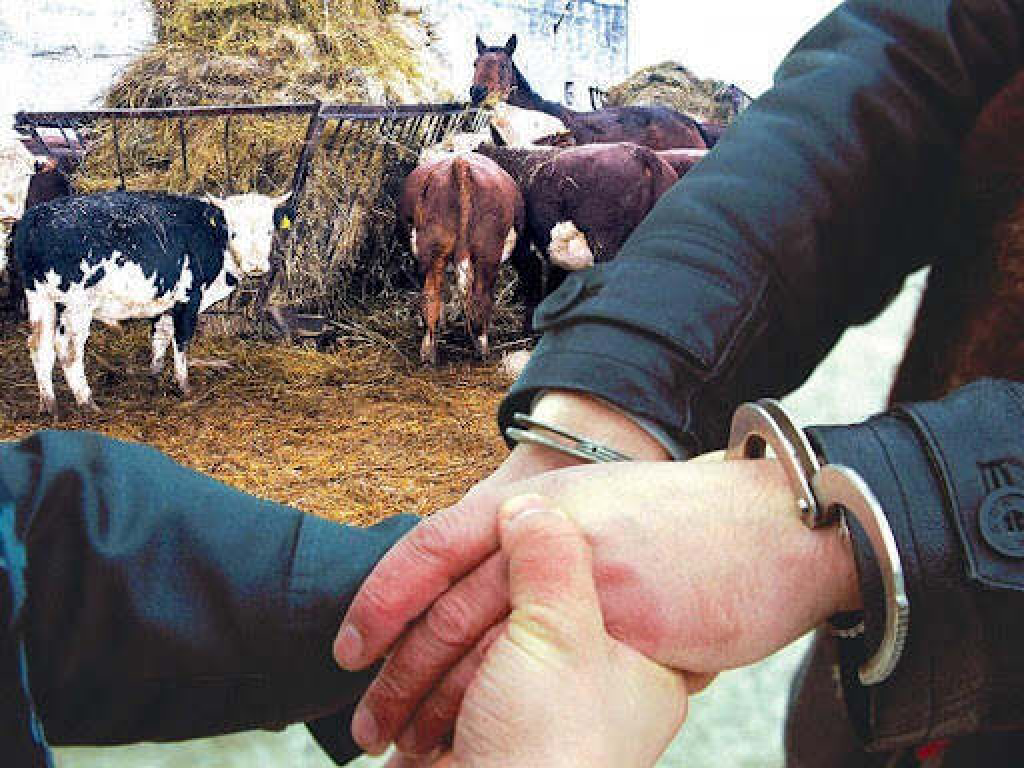 За скупку и сбыт похищенного скота привлекли к ответственности жителя Караганды
