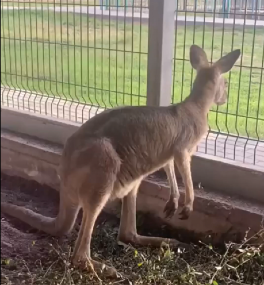 Коллекция карагандинского зоопарка пополнилась парой экзотических кенгуру