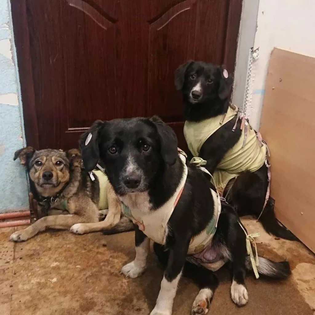 Чем закончилась в Караганде история спасения животных, хозяин которых скончался