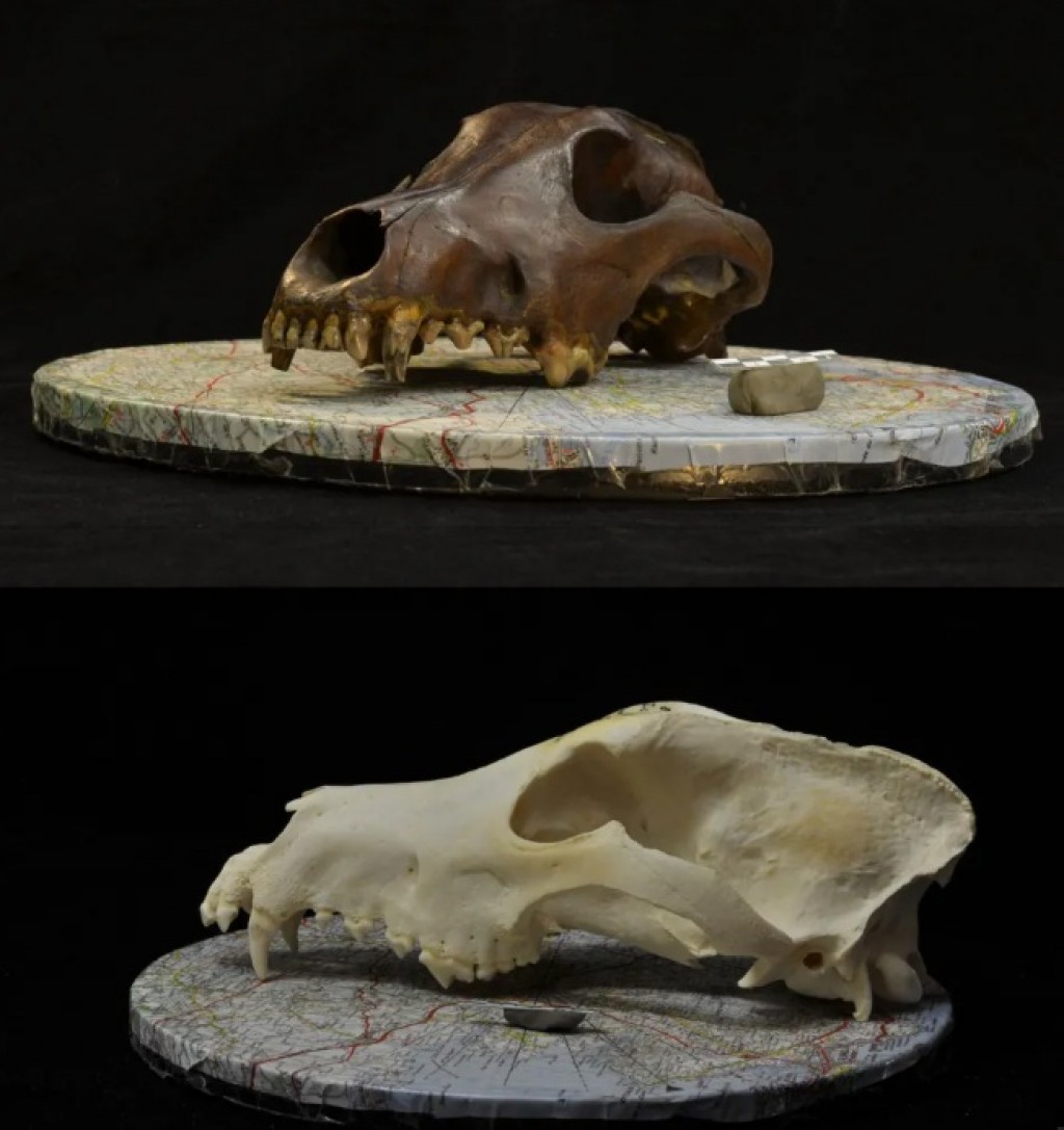 Карагандинские археологи помогли доказать более раннее начало «дружбы» человека и собаки