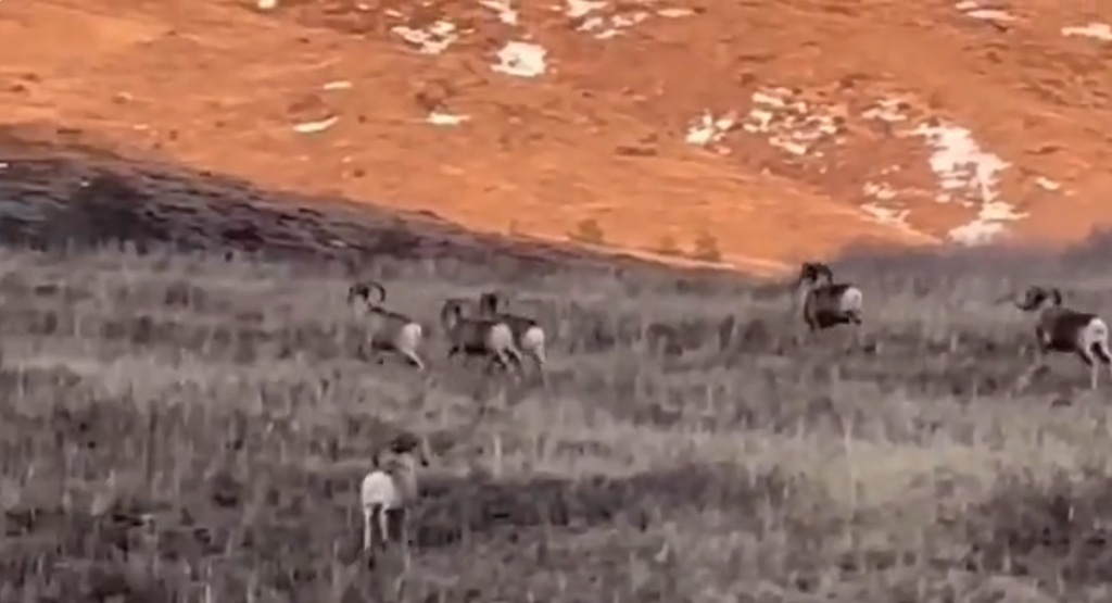 «Большая удача»: архаров засняли в Каркаралинском нацпарке