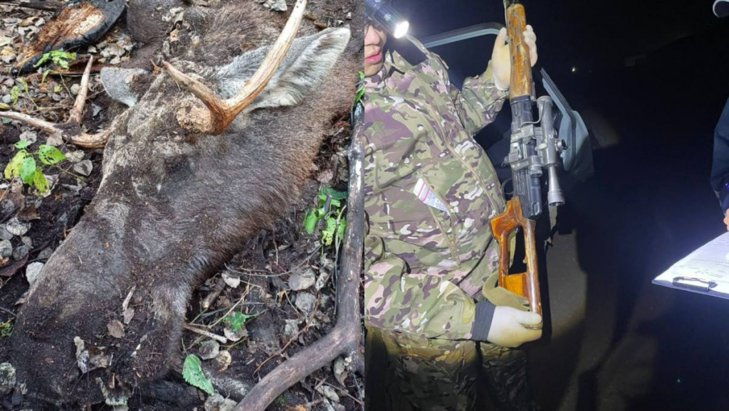 Полицейские выявили факты браконьерской охоты на лося и сайгаков в Карагандинской области