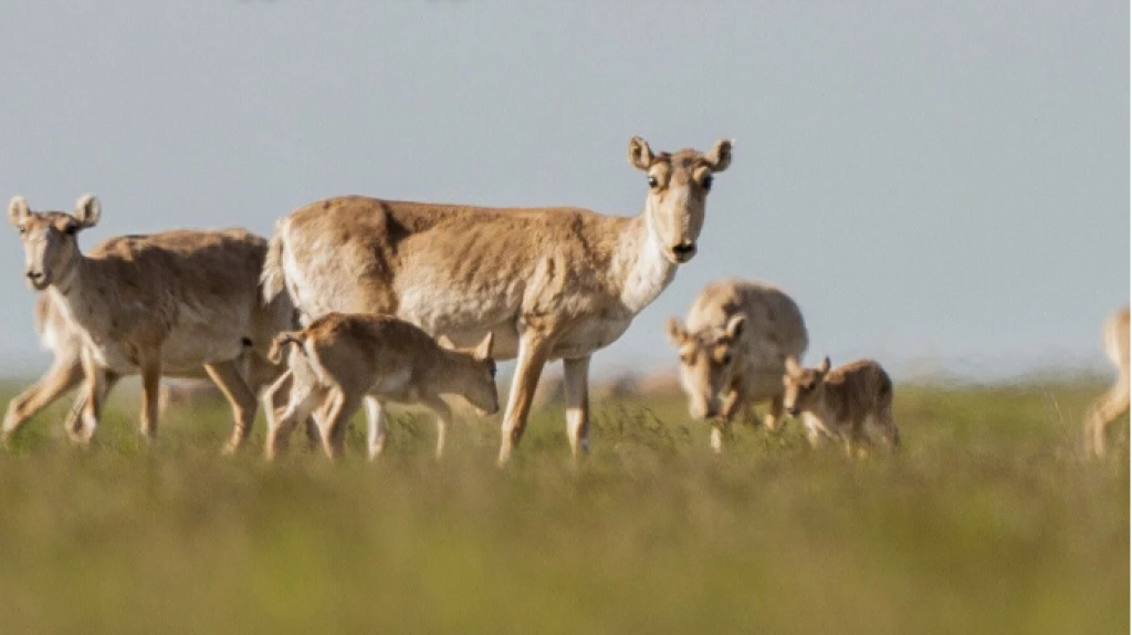 В семи регионах Казахстана созданы дежурные группы для защиты посевов от сайгаков