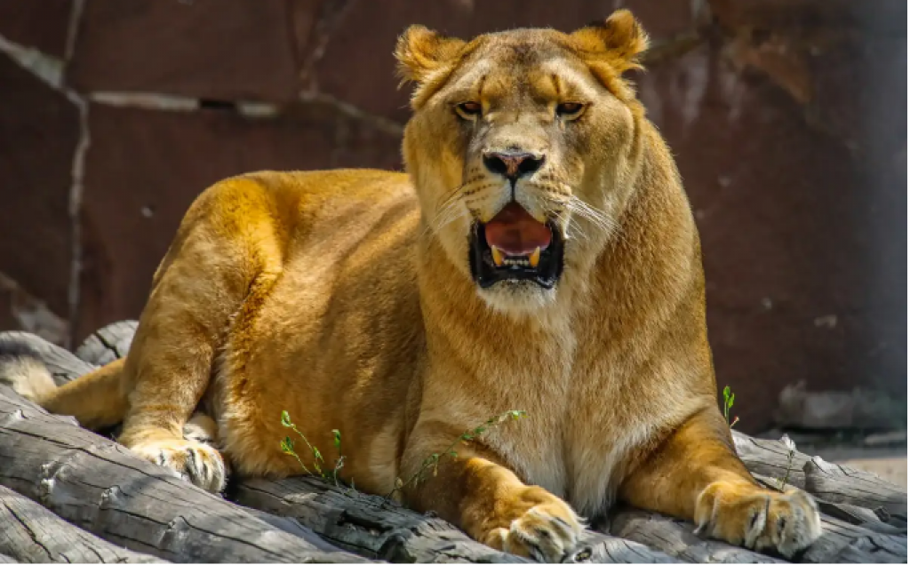 Не только амурские тигры: какие животные пополнили зоопарки Казахстана