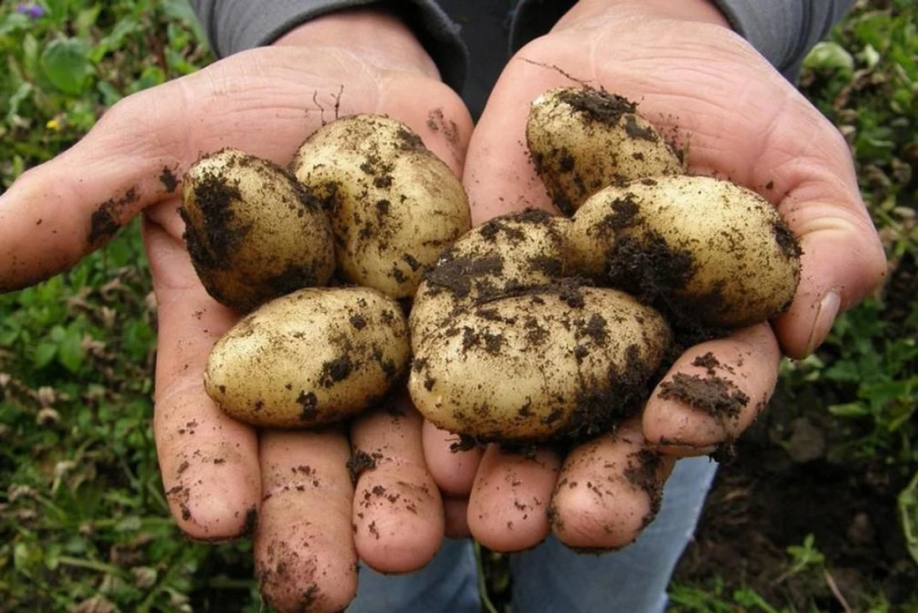 Свыше 900 тысяч тонн картофеля собрали казахстанские аграрии