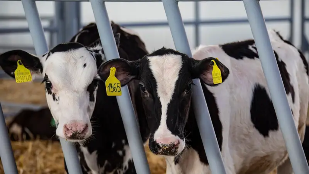 Установление карантина для животных: обновлены правила