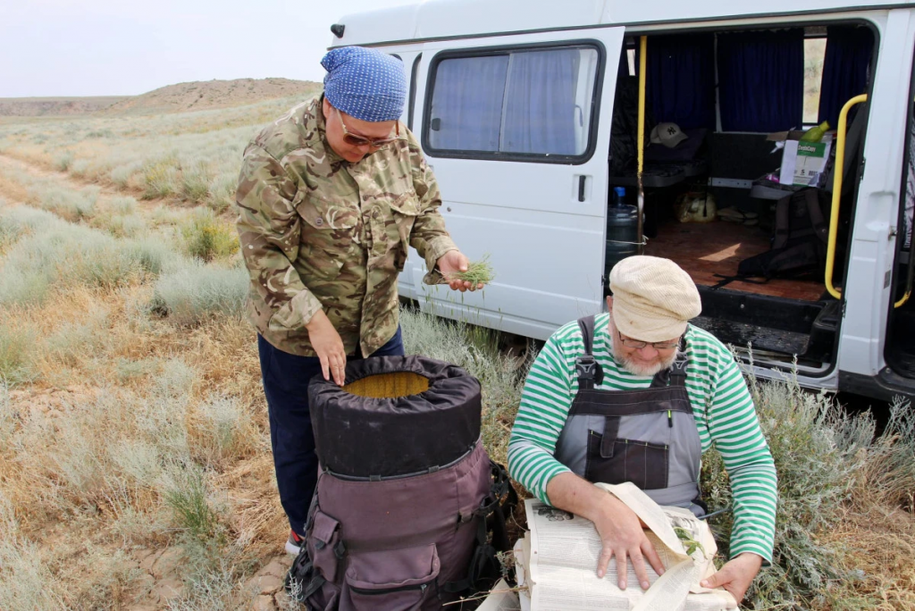 Новый вид растения обнаружили в Казахстане