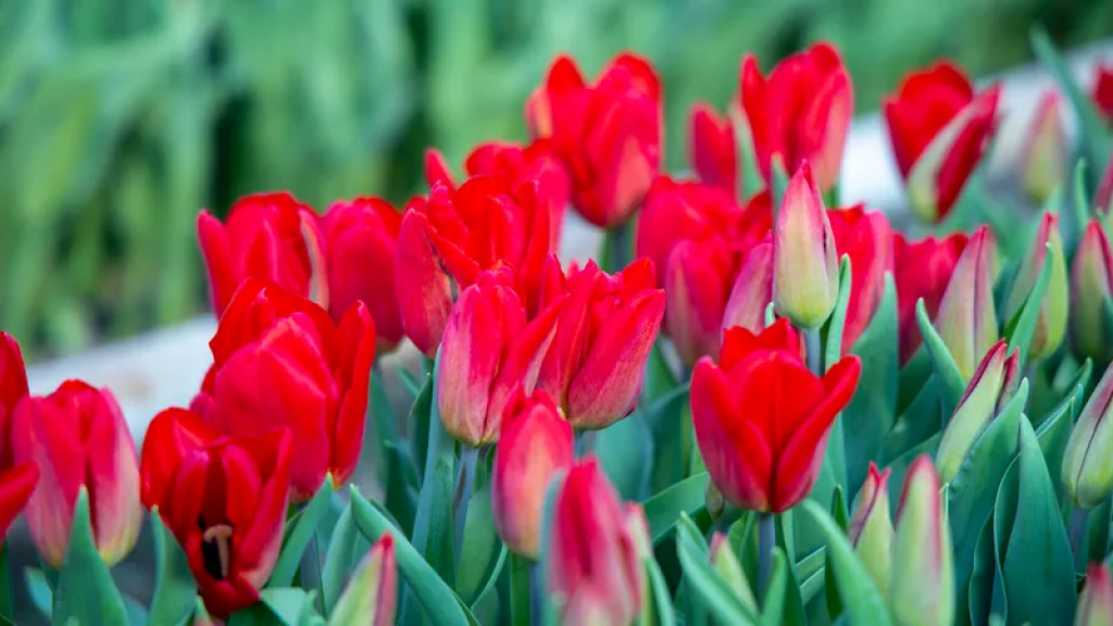 Природа может преподносить сюрпризы: какой будет весна в Казахстане