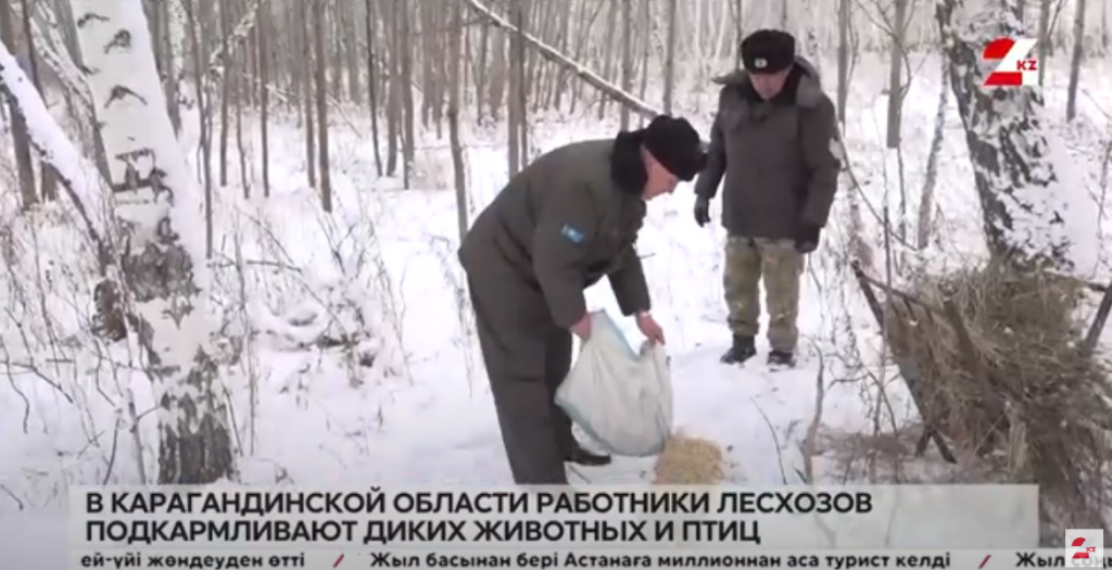 Работники лесхозов подкармливают диких животных и птиц в Карагандинской области