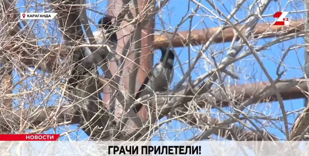 Тёплые дни не за горами: в Караганду прилетели грачи
