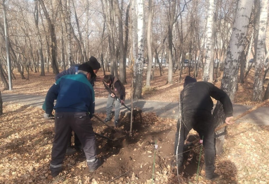 Қарағанды орталық саябағының қайың тоғайына 15 жас көшет отырғызылды