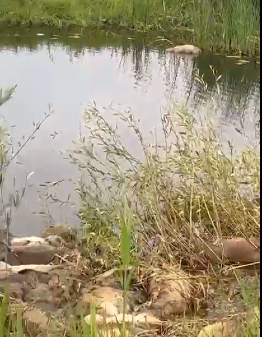 На реке Куланотпес, близ поселка Кайнар Нуринского района, обнаружили около сотни мертвых сайгаков