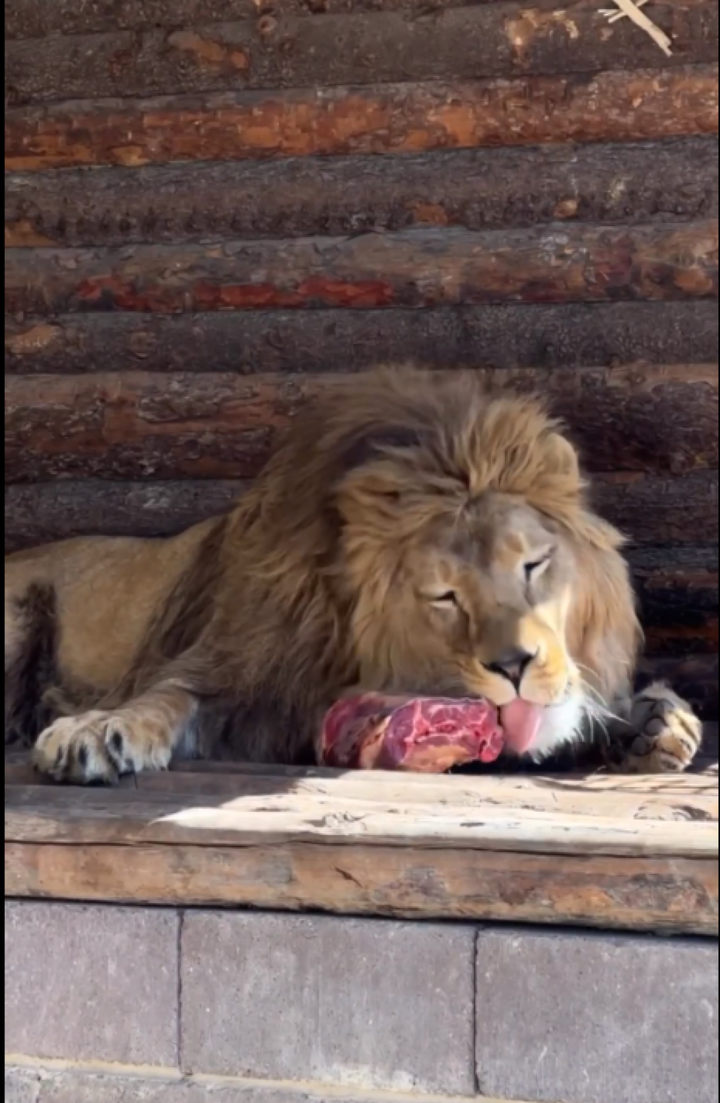 В карагандинском зоопарке показали кормление трехлетнего льва Симбы