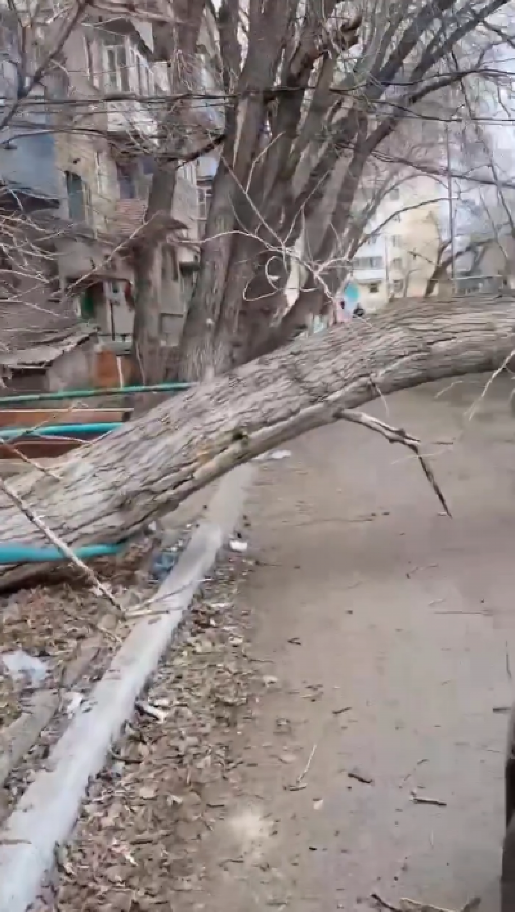 В Караганде на улице Ермекова на припаркованные автомобили рухнуло старое дерево