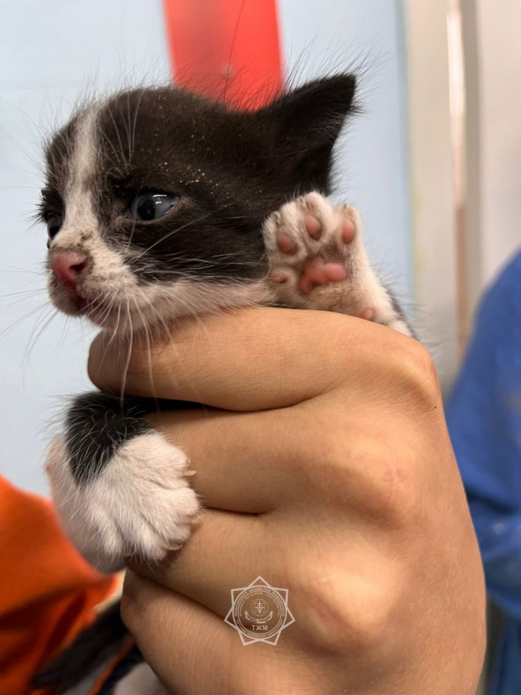 В Темиртау спасатели достали из вентиляционной шахты котенка