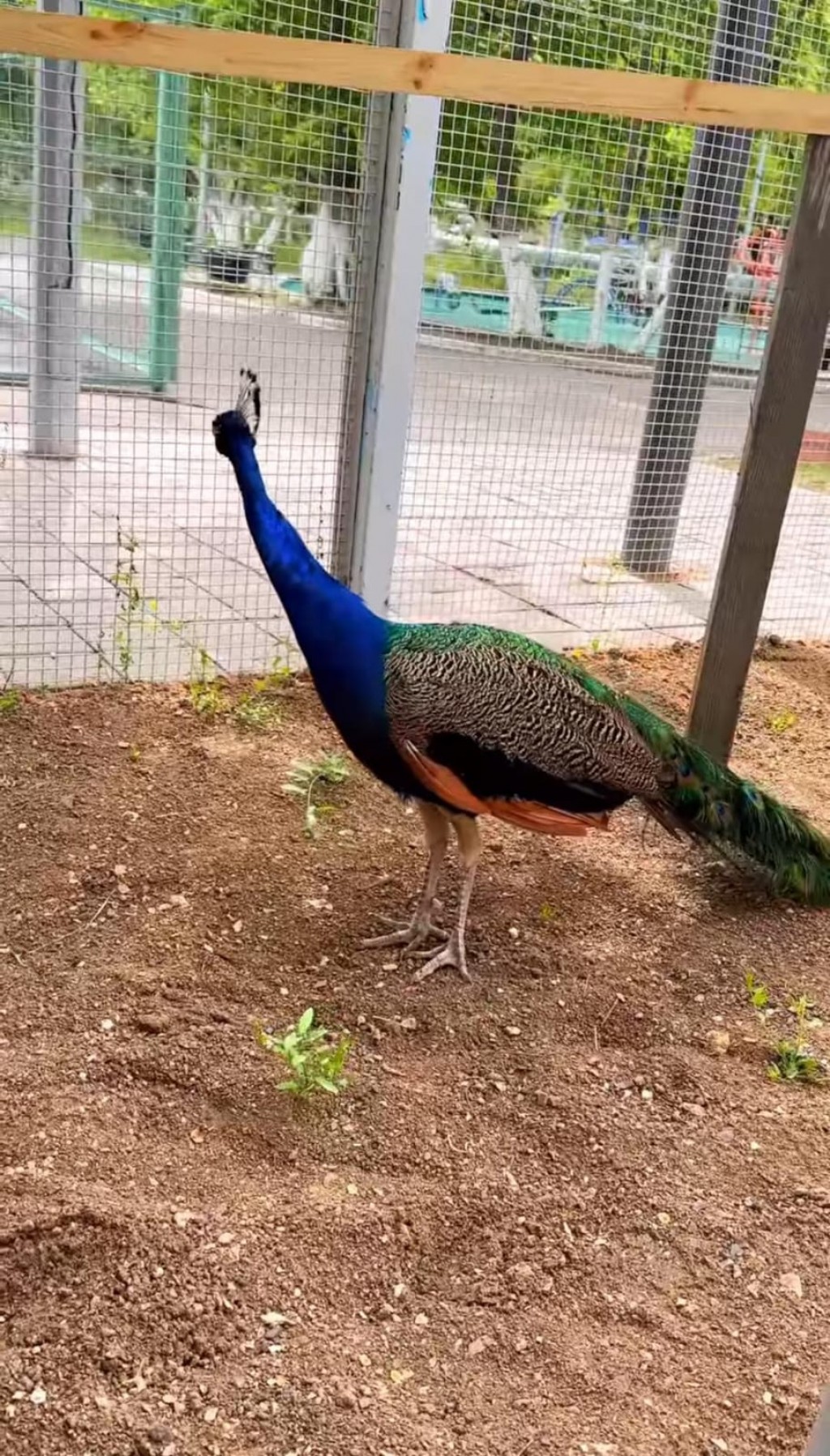 В старогородском парке Темиртау появились павлины