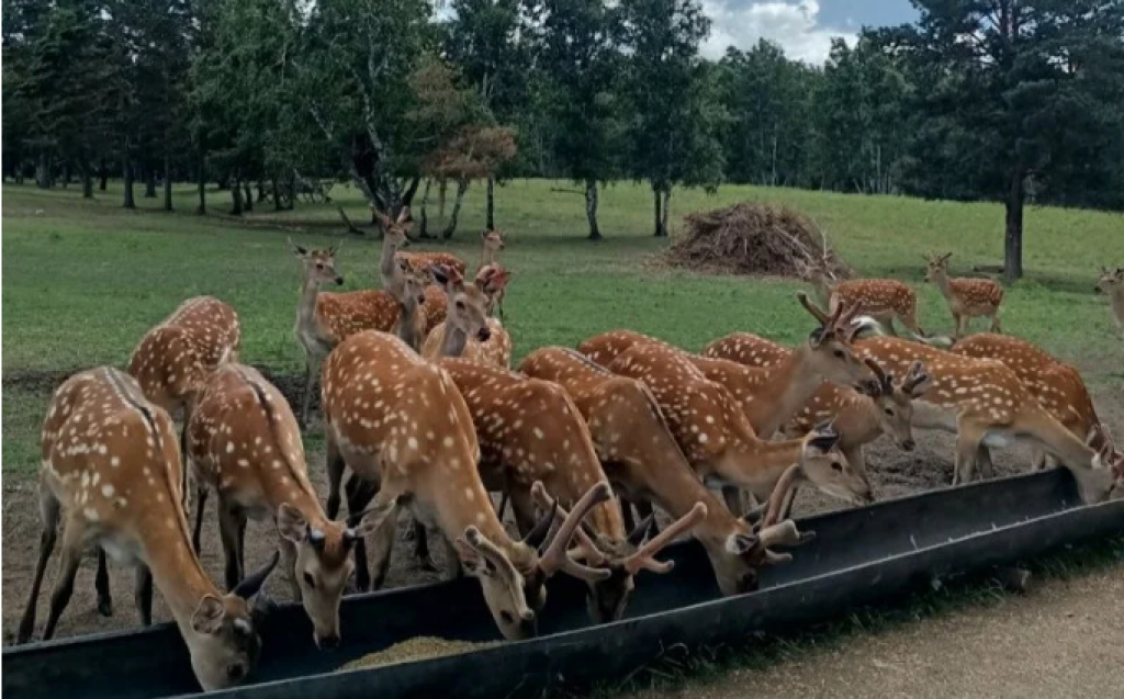 Ортағасырлық Францияның порнографиялық суреттері