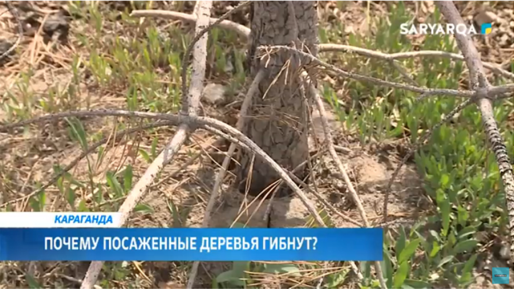 Почему посаженные деревья гибнут в Караганде