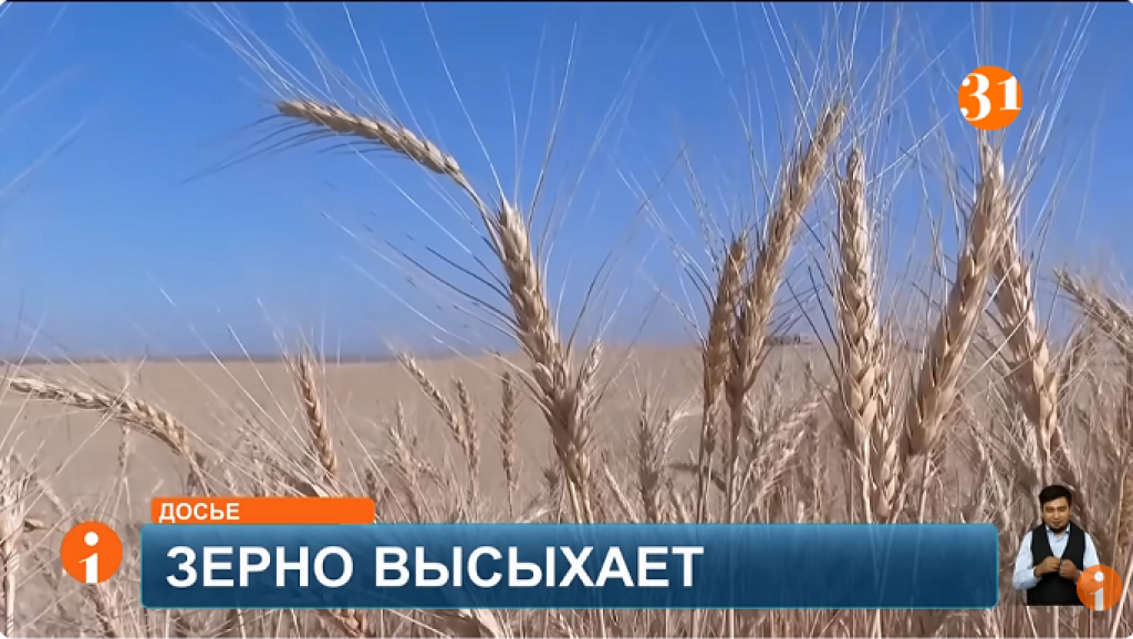 Засуха ударила по урожаю: аграрии бьют тревогу