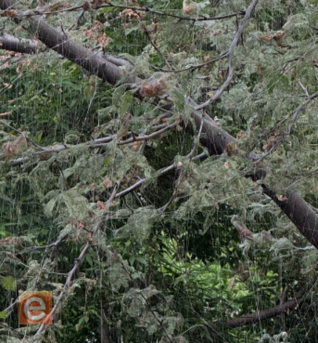 Массовое нашествие гусениц в Караганде: началась операция по спасению деревьев