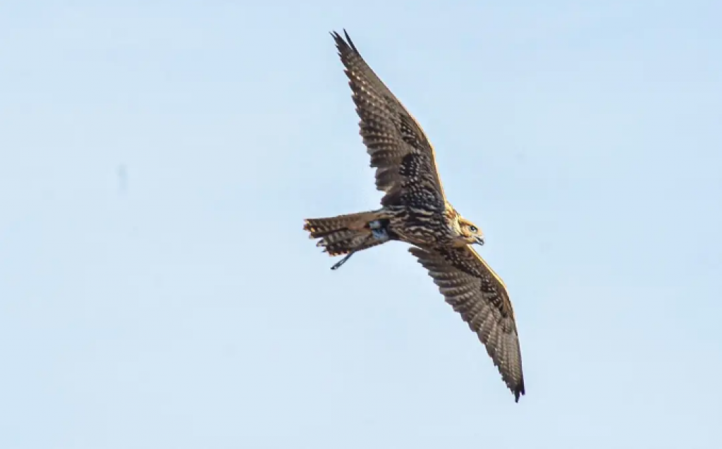 Более 80 соколов из ОАЭ выпустили в дикую природу в Карагандинской области