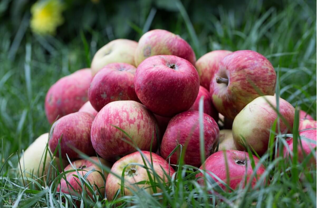 Как будут возрождать казахстанский апорт