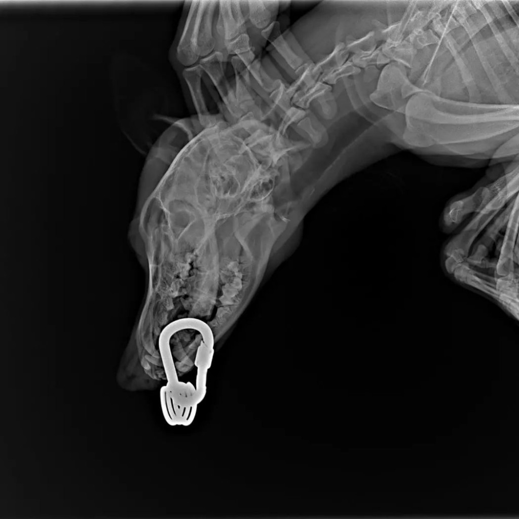 В Караганде неизвестные живодеры пробили нижнюю челюсть 4-месячному щенку карабином и повредили ему лапы