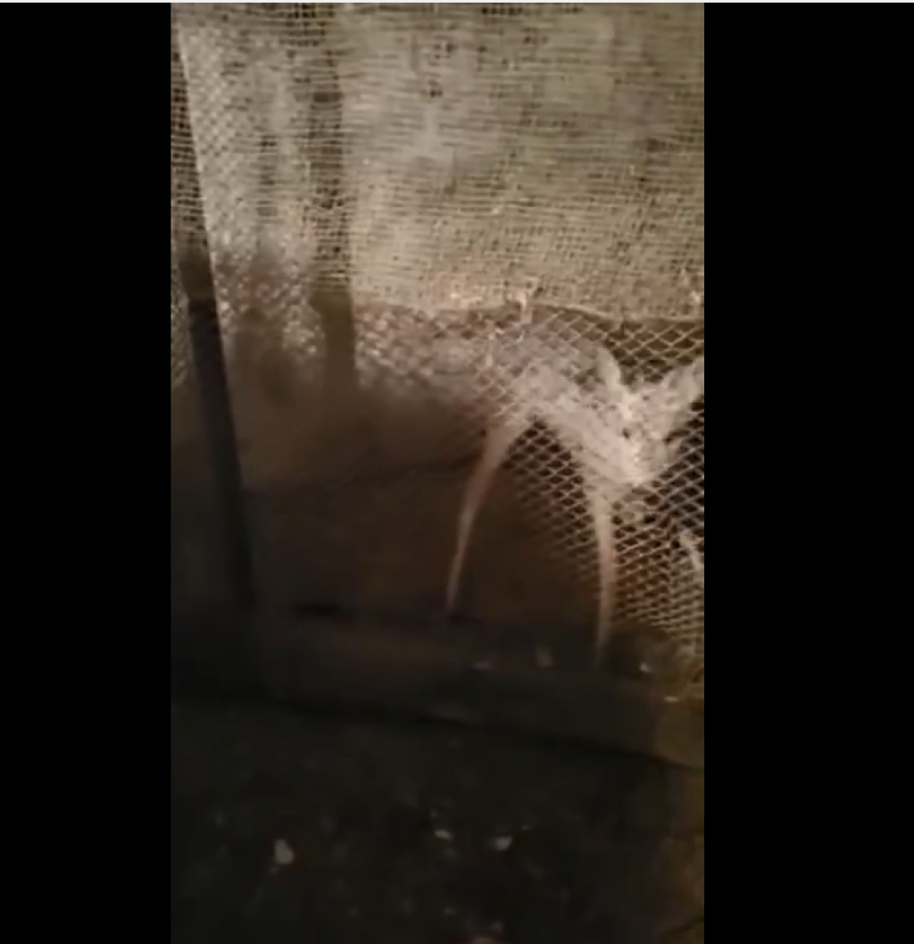 Житель поселка имени Габидена Мустафина спас косулю в степи, которую едва не растерзали собаки