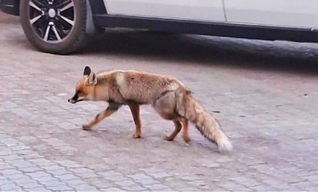Дикие животные всё чаще выходят к людям в Казахстане: министр экологии назвал причину