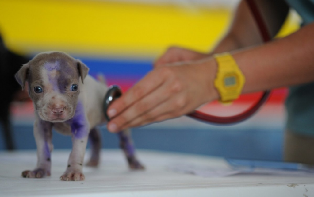 День ветеринара впервые отмечают в Казахстане