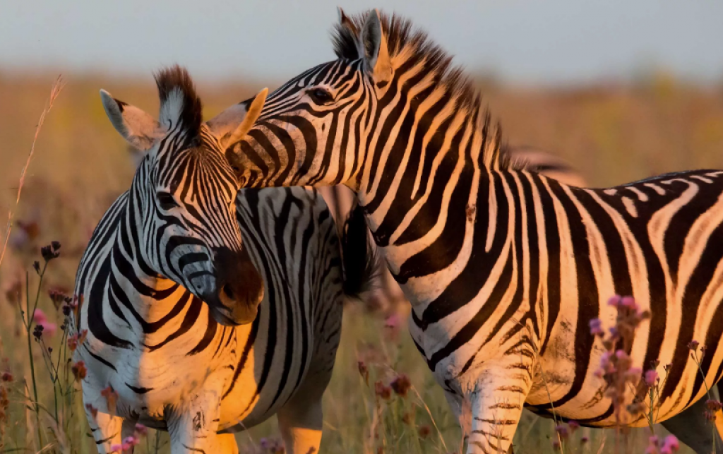 Жалаңаш құлдар шеру алаңы арқылы өтеді