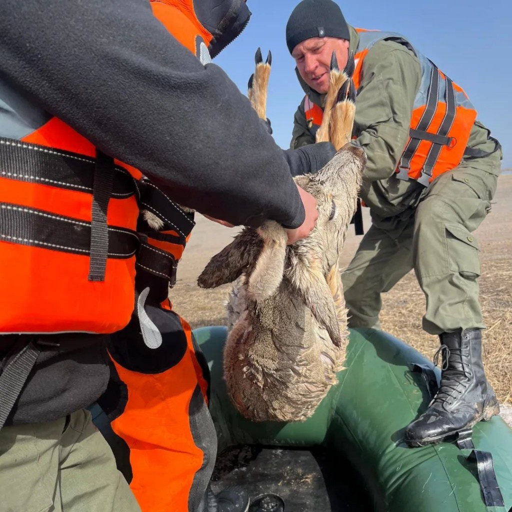 Тонущую косулю выловили спасатели в Нуринском районе