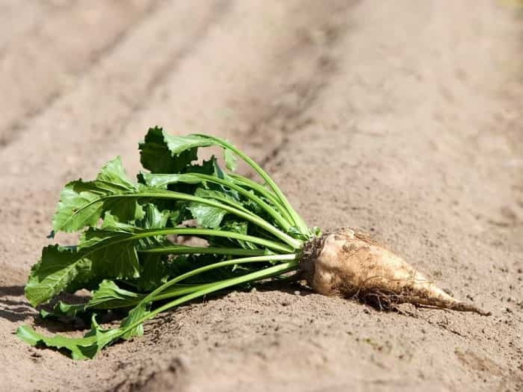 Почему в Карагандинской области не развивают сахарную промышленность?