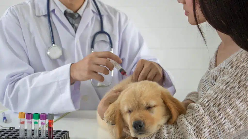 Казахстан запретил покупать ветеринарные системы забора крови у иностранных производителей