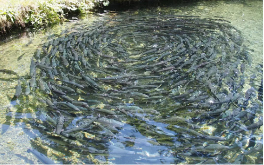 В Казахстане предложили ввести новый вид субсидий для рыбоводов