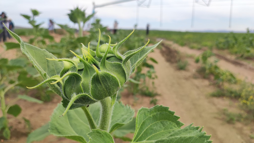 В Казахстане утвердили новые экологические стандарты в поддержку углеродной нейтральности