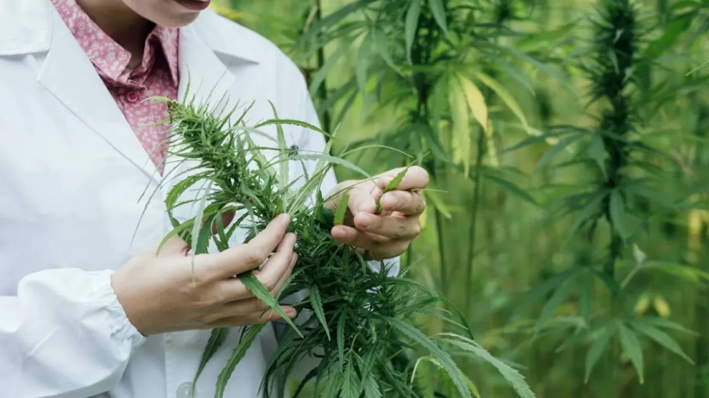 Казахстанцам предлагали зарабатывать на выращивании медицинского каннабиса