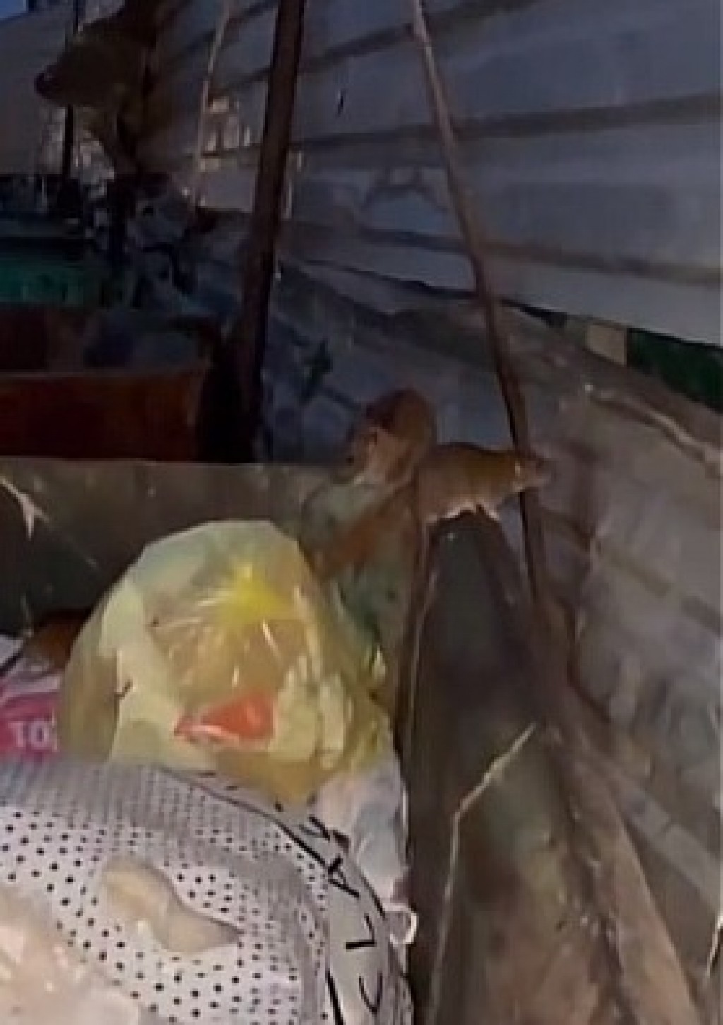 Крысы во дворах многоэтажек: можно ли жителям травить грызунов самим?