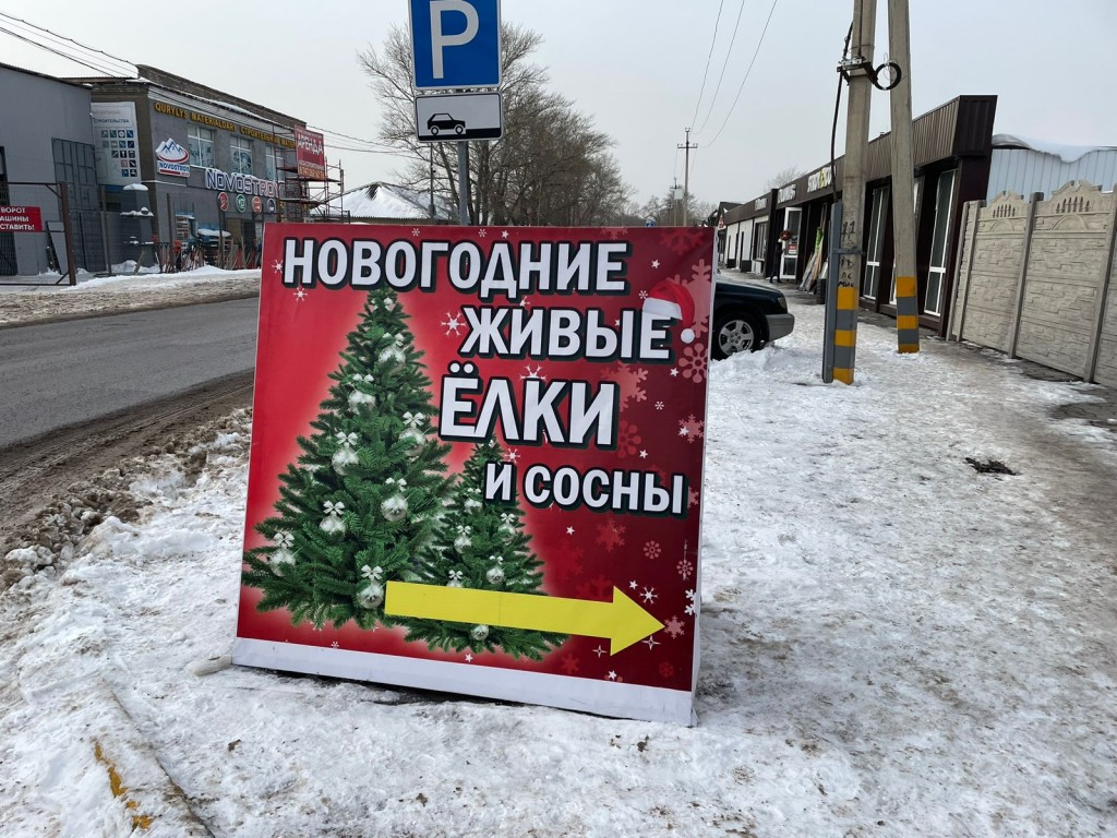 Как в Караганду попадают ёлки к Новому году: репортаж с рынка