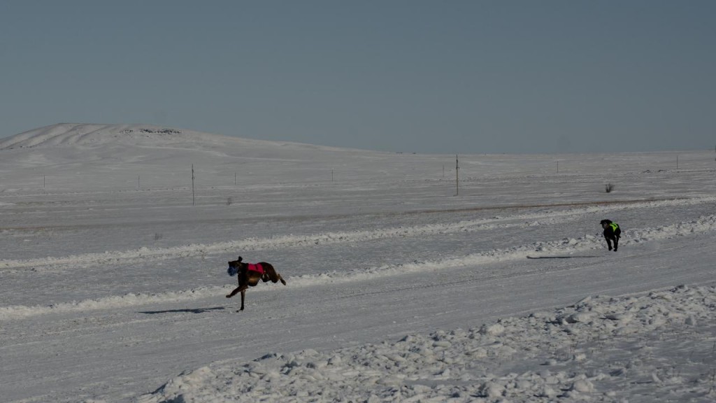 Дала дәстүрлері: Бұқар Жырау ауданында ең жылдам тазылар таңдалды