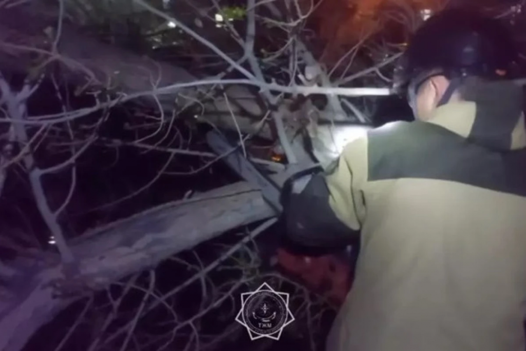 Балқашта ағаш тұраққа қойылған көліктерге құлады